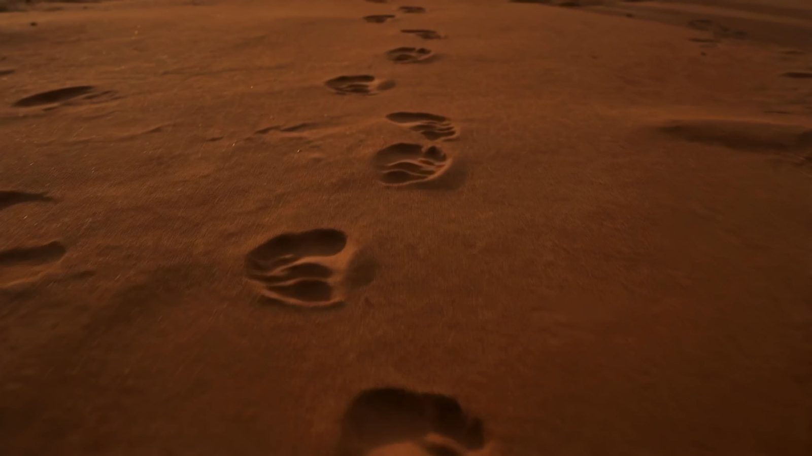 Footprints that stop in untouched sand